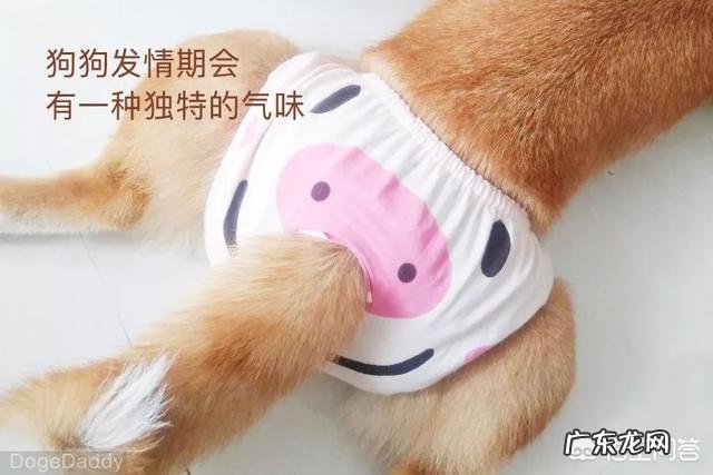 小狗嘴巴臭怎么处理呢 狗狗的嘴巴腐臭,该怎么去除