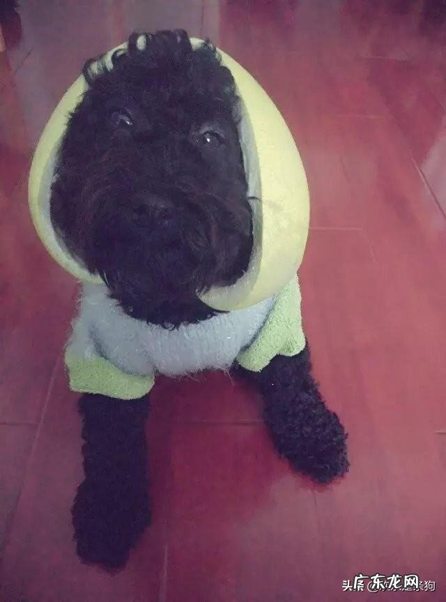 不会养狗的人一般养什么狗 什么样的人需要养狗