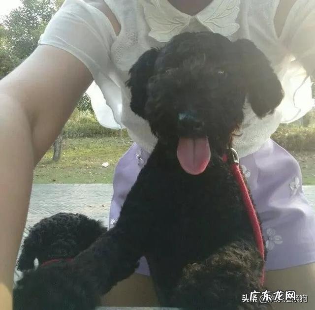 不会养狗的人一般养什么狗 什么样的人需要养狗