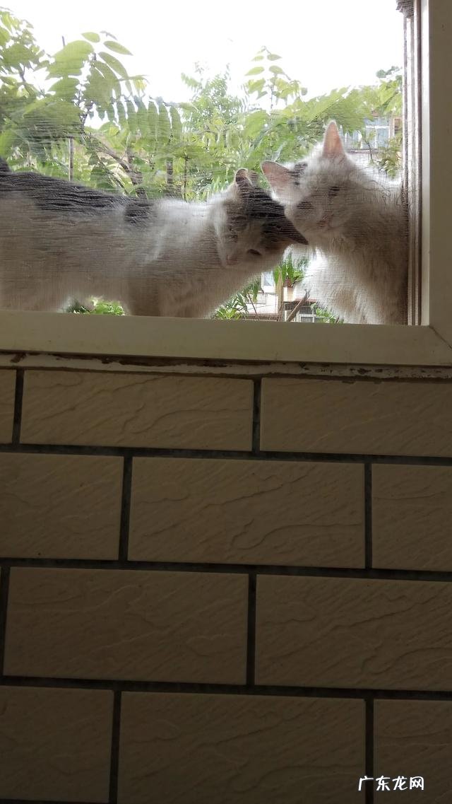 可不可以收养流浪的宠物猫 为什么人们宁愿花钱买猫,也不愿意收养流浪猫呢