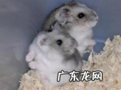 仓鼠一般可以活多少年 仓鼠一般能活多久