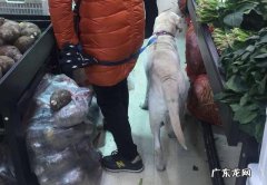 沈阳一大姐牵大型狗逛超市，左闻右看还吓着人了，你怎么看