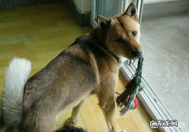 中华田园犬优点缺点智商排名 中华田园犬的智商如何