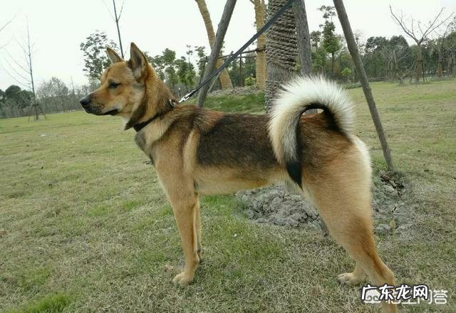 中华田园犬优点缺点智商排名 中华田园犬的智商如何