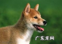 中华田园犬优点缺点智商排名 中华田园犬的智商如何
