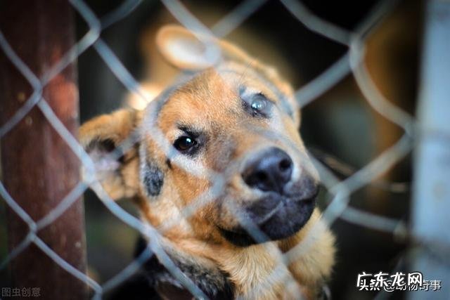 动物感恩人类的故事 大家听过或经历过最感人的动物报恩的故事是什么