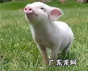 动物感恩人类的故事 大家听过或经历过最感人的动物报恩的故事是什么