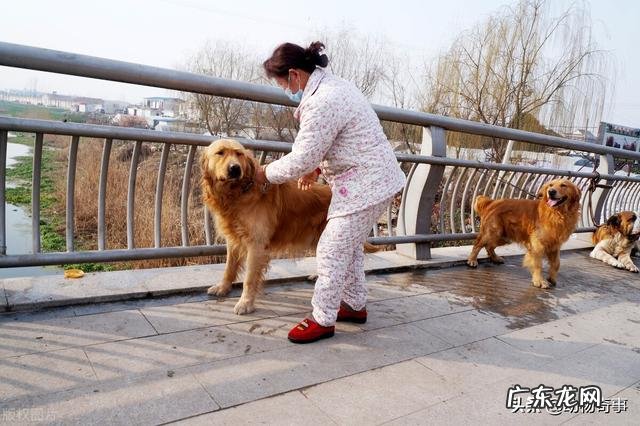 动物感恩人类的故事 大家听过或经历过最感人的动物报恩的故事是什么