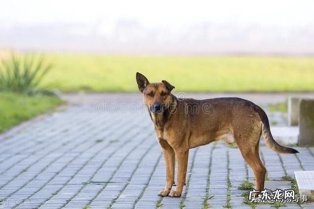 动物感恩人类的故事 大家听过或经历过最感人的动物报恩的故事是什么