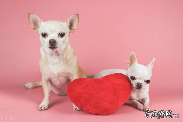 动物感恩人类的故事 大家听过或经历过最感人的动物报恩的故事是什么