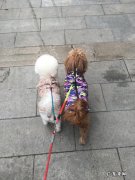 泰迪为什么精力这么旺盛 自己的泰迪成精是一种什么感觉