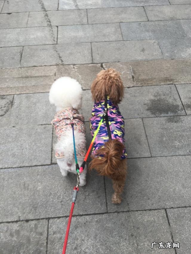 泰迪为什么精力这么旺盛 自己的泰迪成精是一种什么感觉