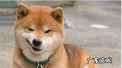 特别萌的柴犬卡通图片 有哪些可爱的柴犬萌图