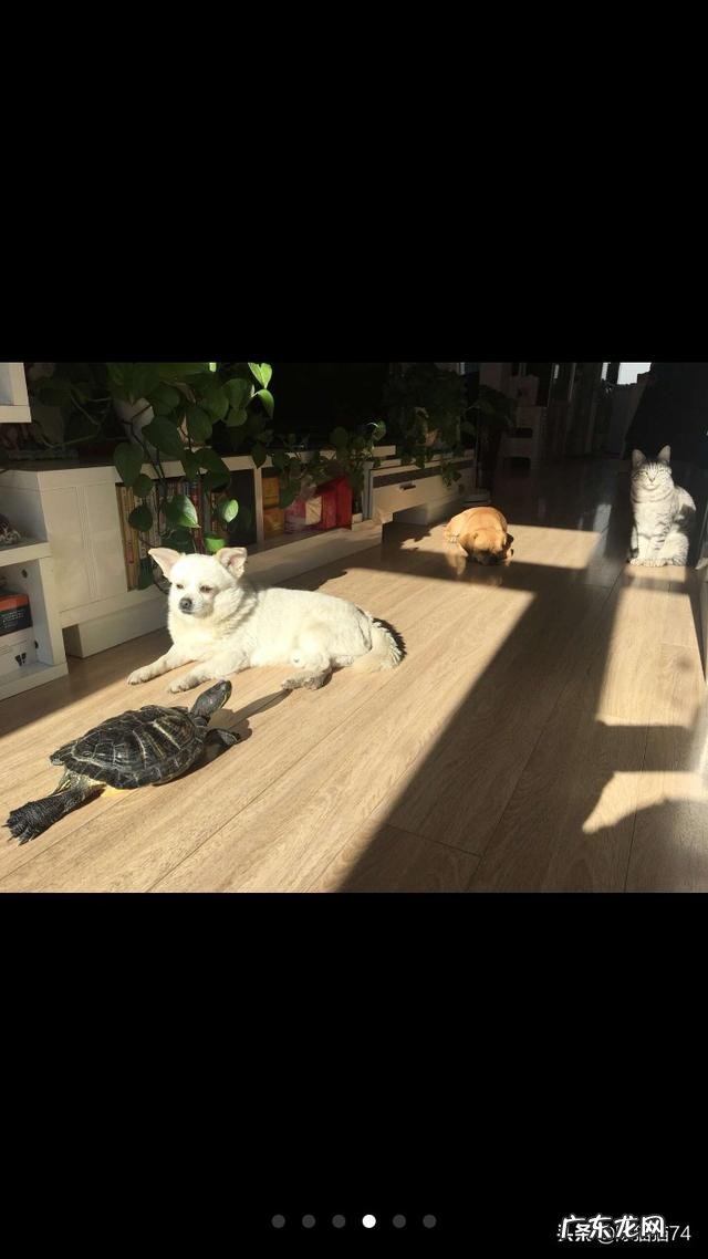 喜欢养宠物的人都是什么样的人 很多人都喜欢养萌宠物,你愿意晒出你家的宠物吗