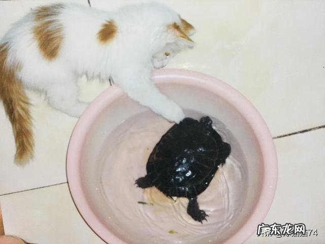 喜欢养宠物的人都是什么样的人 很多人都喜欢养萌宠物,你愿意晒出你家的宠物吗