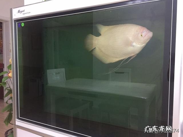喜欢养宠物的人都是什么样的人 很多人都喜欢养萌宠物,你愿意晒出你家的宠物吗