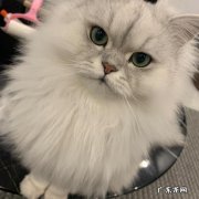 猫咪记忆最常保持时间 猫咪的记忆是多久呢