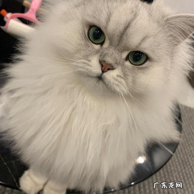 猫咪记忆最常保持时间 猫咪的记忆是多久呢