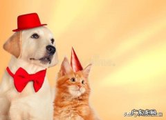 家里养狗好还是养猫好说出你的观点 时间不是很充裕的话家中养猫合适还是养狗合适