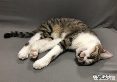 猫为什么晚上会跳到床上 猫咪为什么大清早会爬到床上