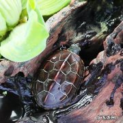 2到3厘米的草龟可以深水养吗 草龟可以深水养吗