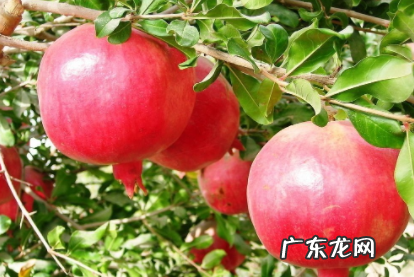 石榴吃多了会上火吗? 石榴吃多了会怎么样