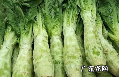 越冬莴笋种植栽培技术 越冬莴苣如何种植