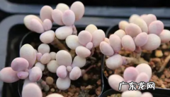 桃美人好养吗 如何培育新买的桃美人