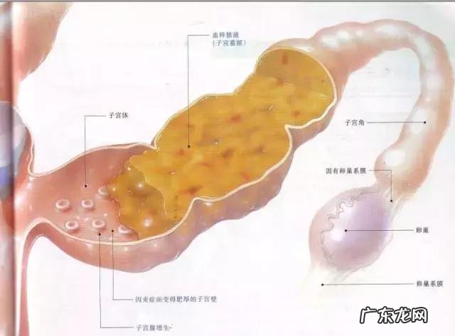 狗狗子宫蓄脓是不是脓流出来就会好 狗狗子宫蓄脓了,怎么办