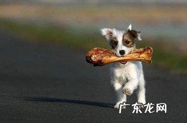 狗狗吃的骨头煮多久才能好 狗狗能不能吃煮熟的骨头