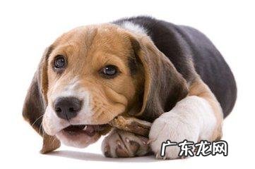 狗狗吃的骨头煮多久才能好 狗狗能不能吃煮熟的骨头