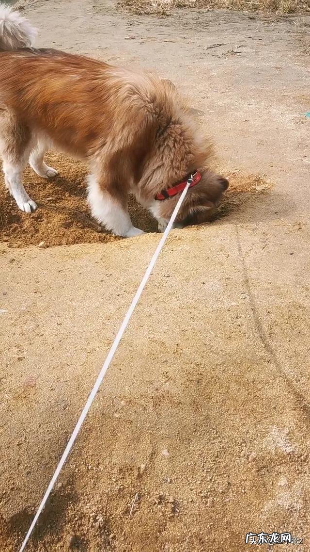 狗狗吃的骨头煮多久才能好 狗狗能不能吃煮熟的骨头