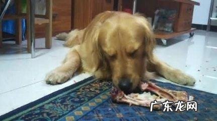 狗狗吃的骨头煮多久才能好 狗狗能不能吃煮熟的骨头