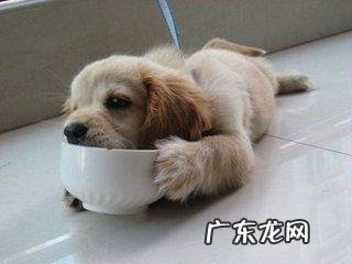 狗狗吃的骨头煮多久才能好 狗狗能不能吃煮熟的骨头