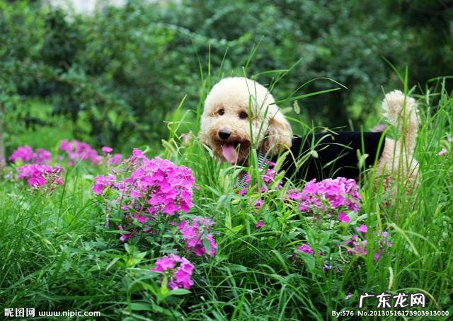 狗狗吃的骨头煮多久才能好 狗狗能不能吃煮熟的骨头
