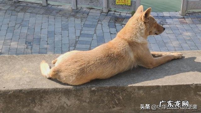 田园犬不打疫苗会怎么样 中华田园犬似乎很少有打疫苗的,怎么身体那么好