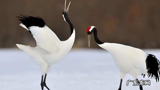 美国国鸟是鹰，日本国鸟是绿雉，印度国鸟是孔雀，那中国国鸟是啥