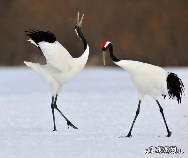 美国国鸟是鹰,日本国鸟是绿雉,印度国鸟是孔雀,那中国国鸟是啥