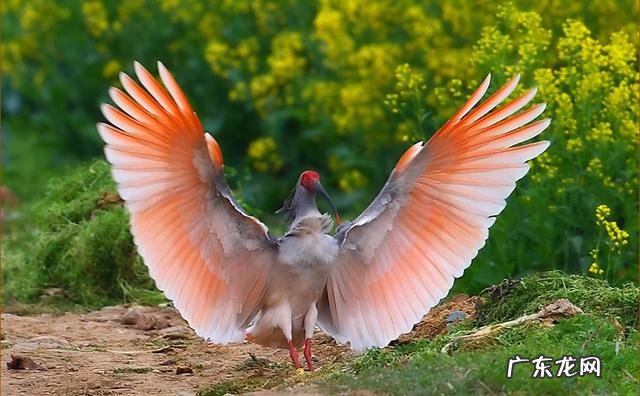 美国国鸟是鹰，日本国鸟是绿雉，印度国鸟是孔雀，那中国国鸟是啥