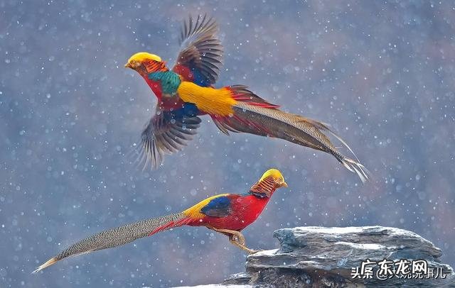 美国国鸟是鹰,日本国鸟是绿雉,印度国鸟是孔雀,那中国国鸟是啥