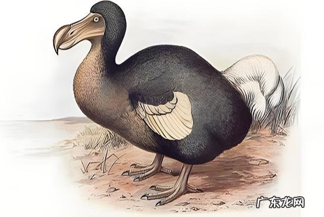 美国国鸟是鹰，日本国鸟是绿雉，印度国鸟是孔雀，那中国国鸟是啥