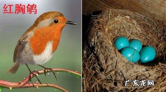 美国国鸟是鹰,日本国鸟是绿雉,印度国鸟是孔雀,那中国国鸟是啥