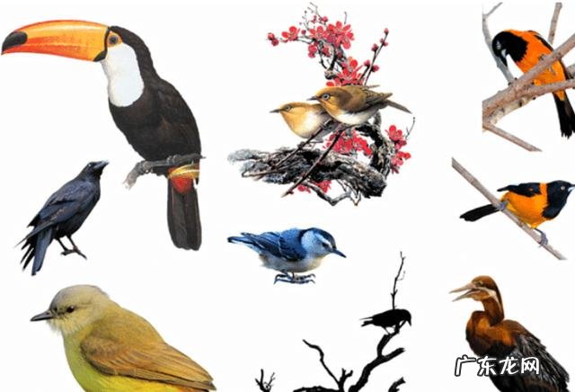美国国鸟是鹰,日本国鸟是绿雉,印度国鸟是孔雀,那中国国鸟是啥