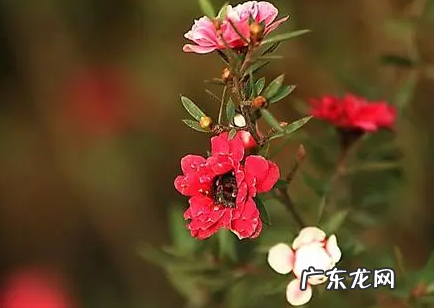 松红梅为什么不好养 松红梅好养活吗