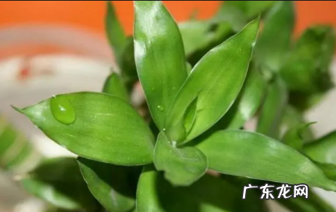 水养富贵竹怎样变粗 水养富贵竹越长越高怎么办