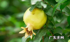 石榴皮的颜色 石榴皮什么颜色代表熟了
