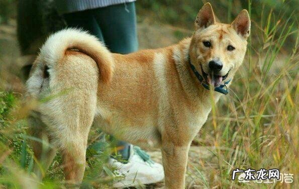 狗狗为什么不拉粑粑 为什么有些人说中华田园犬不会随便在大街上拉屎撒尿