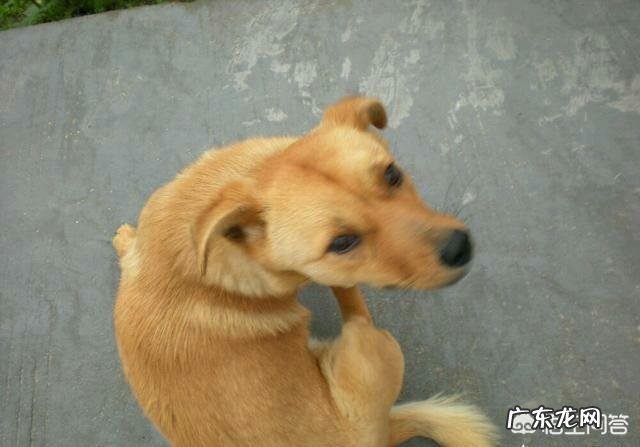 狗狗为什么不拉粑粑 为什么有些人说中华田园犬不会随便在大街上拉屎撒尿