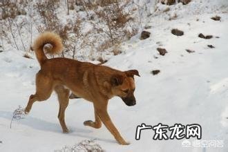 狗狗为什么不拉粑粑 为什么有些人说中华田园犬不会随便在大街上拉屎撒尿