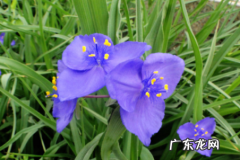 紫叶狼尾草什么时候修剪 紫露草啥时候修剪合适